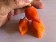 Orange Trinidad Moruga Scorpion hot chilli pepper seeds