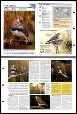 Zebra Finch #262 Birds