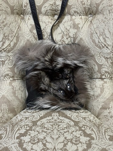 Vintage silver fox - vintage,