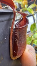 Nepenthes Palawanensis x