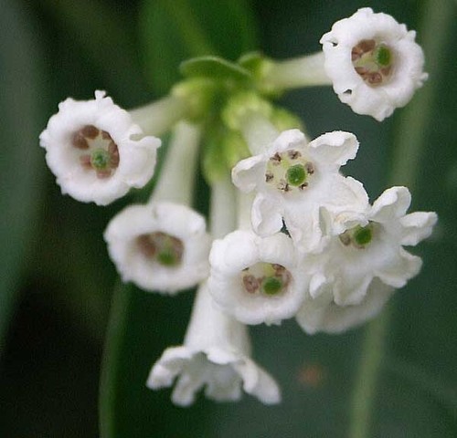 Cestrum diurnum white - diurnum, |