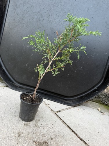 Juniper bonsai tree starter - bonsai,