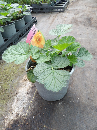 Geum totally tangerine - geum,