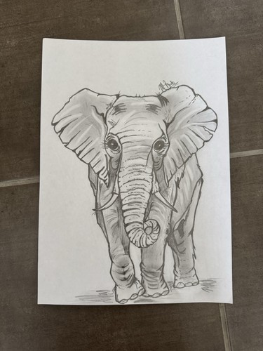 Hand drawn elephant pencil - a4,