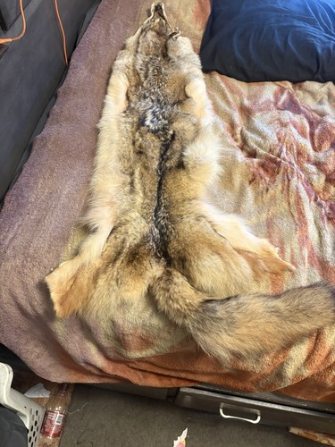 Coyote pelt