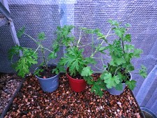 Pelargonium,Lemon Scented