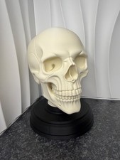 3D printed human skull on base