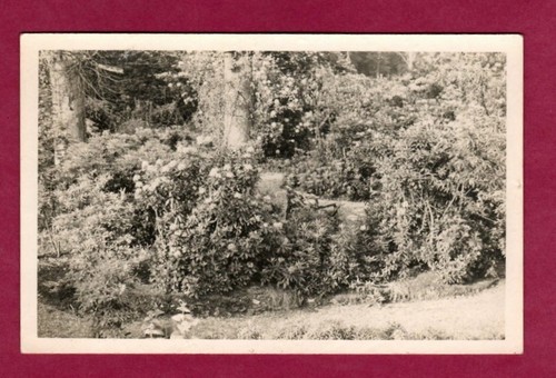 052909 postcard dorking - 052909,