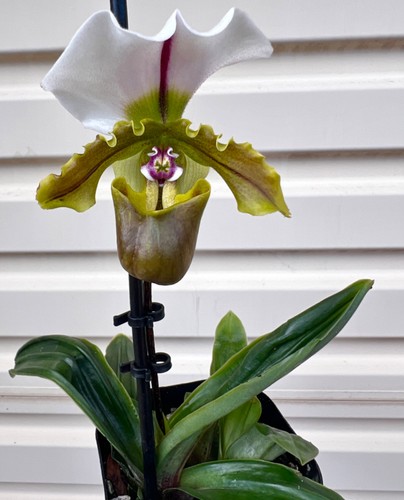 Rare paphiopedilum spicerianum - rare,