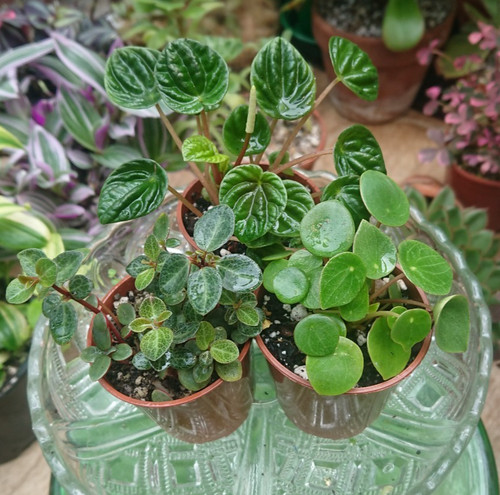 Peperomia collection bundle - peperomia, |