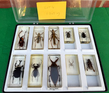 National Geographic Bugs