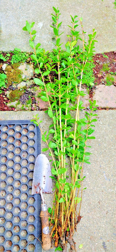 Decorative fruiting rooted - decorative,
