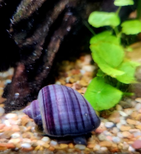 Purple mystery snails - mystery,
