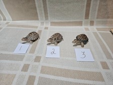 Wade Tortoise Trinket Box. 