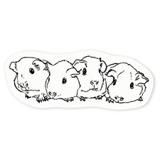 'Baby Guinea Pigs' Clear