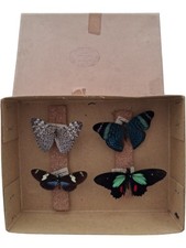 Vintage Butterfly Taxidermy