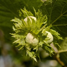 Hazel Webb's Prize Cobnut Tree