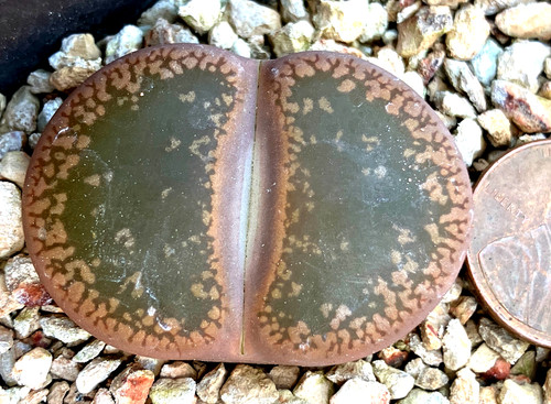 Mesemb plant lithops - plant,