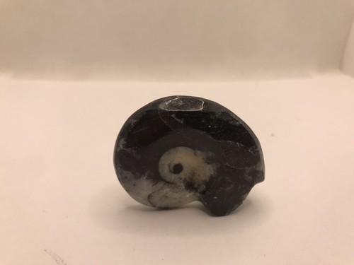 Goniatite fossil ammonite - goniatite,
