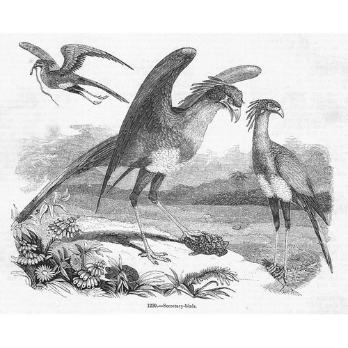 Birds secretary - secretary,