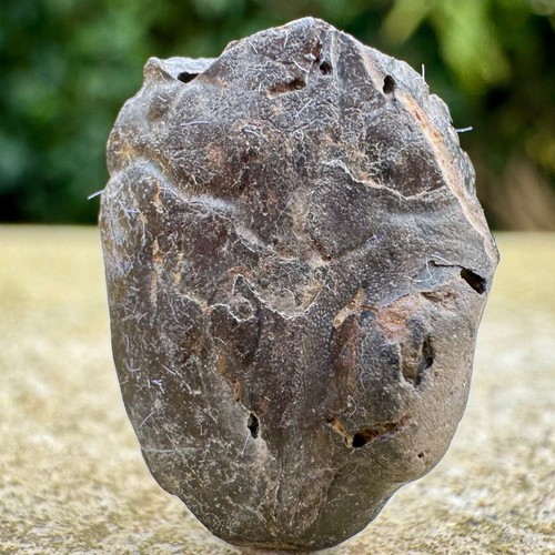 Gault clay crab fossil - gault,
