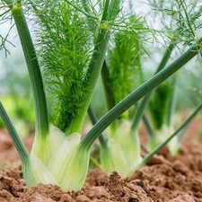 Florence Fennel Seeds |