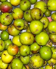 Crab apples small, wind fall X 50, for jam, etc