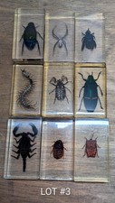 Real Life Bugs & Insects