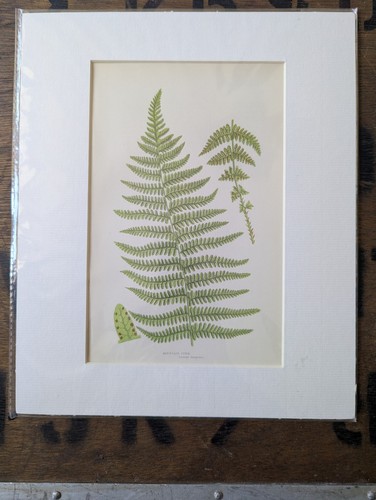 Antique 1870s anne pratt - antique,