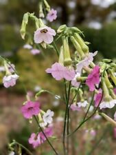  Nicotiana mutabilis - Colour Changing Tobacco Plant X 200 SEEDS - Garden Annual