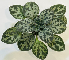 Primulina  Youngfuensis. Large