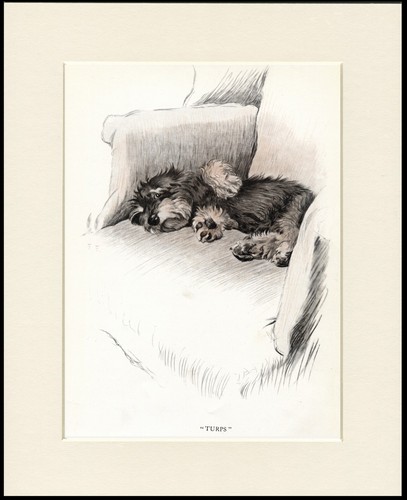 Dandie dinmont terrier dog - dandie,