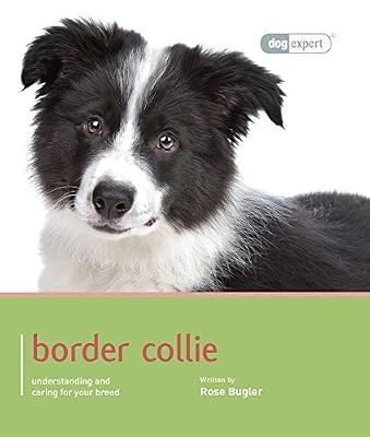 Border collie dog expert - border,