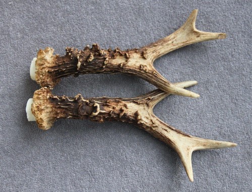Pair roe deer antlers - deer,