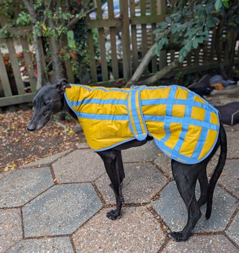 Waterproof greyhound - waterproof, or