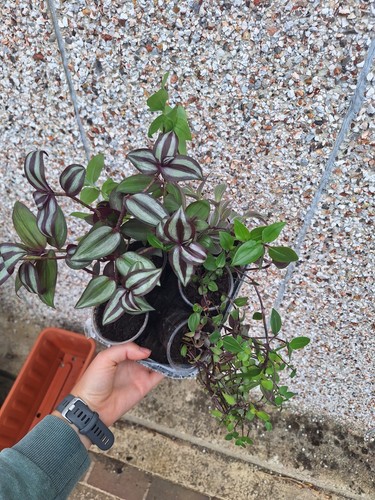 Tradescantia starter bundle - starter, x6