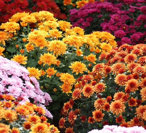 Garden mums chrysanthemum - garden,