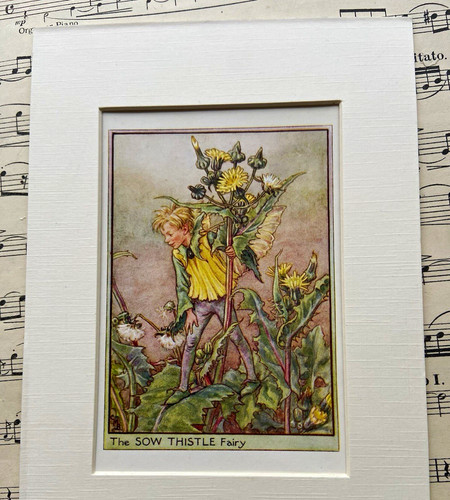 Sow thistle flower fairy - flower,