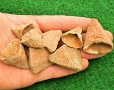 Fossil calceola sandalina - calceola,