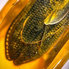 Ommatidae Beetle Body in