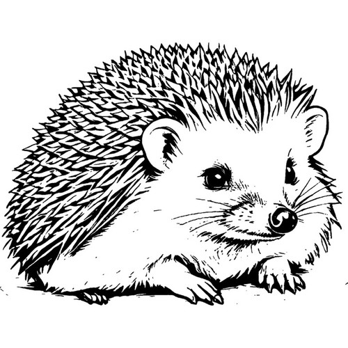 Sitting hedgehog unmounted - 'sitting,
