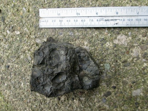 Jurassic ammonite multiblock