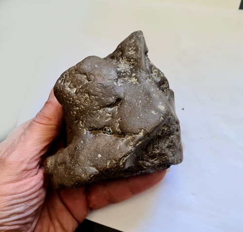 Small juvenile dinosaur - small,