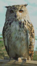 Tawny Owl Complete Counted
