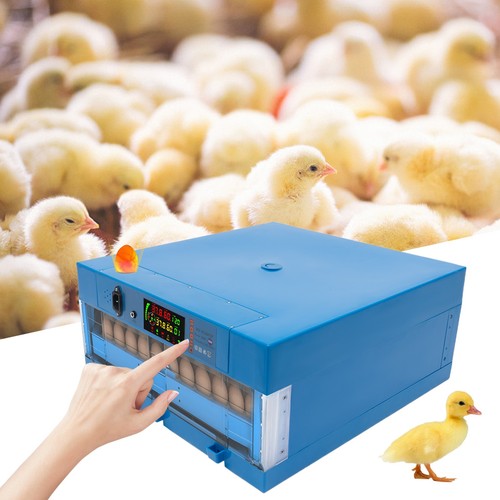 Eggs digital incubator - 64,