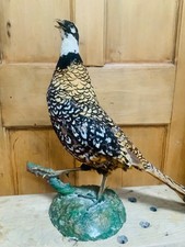 Very rare Reeves pheasant taxidermy