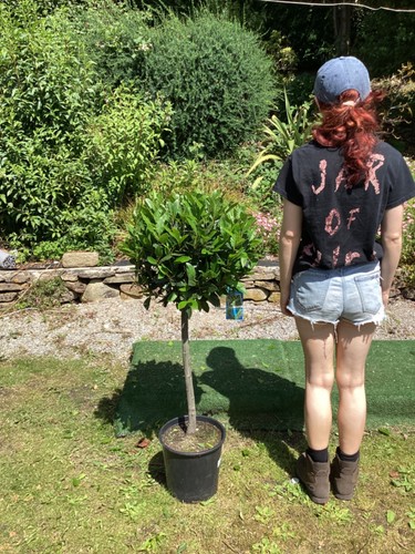 Laurus nobilis lollipop bay - nobilis,