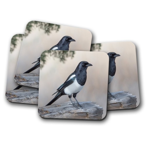 Set beautiful magpie bird - 4,