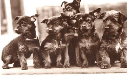 Vintage postcard australian - postcard:,