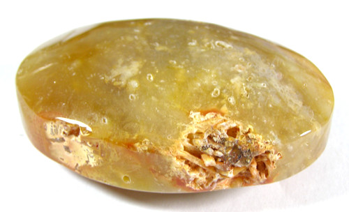 Fossilised coral palmstone - fossilised,